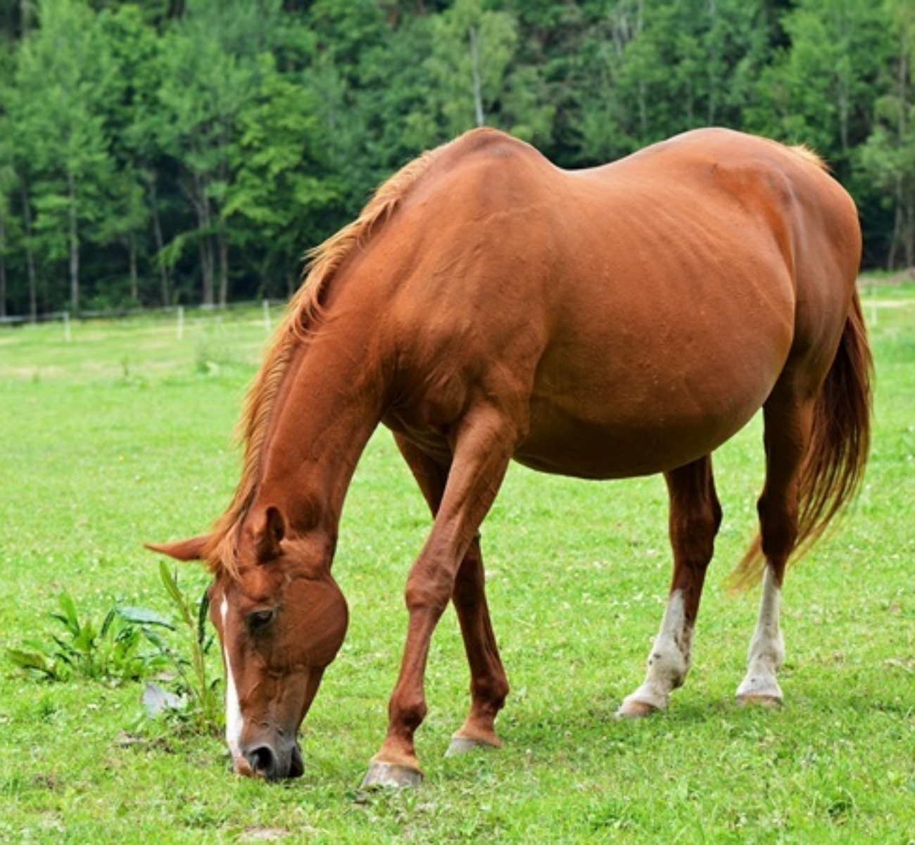 Merrie 2