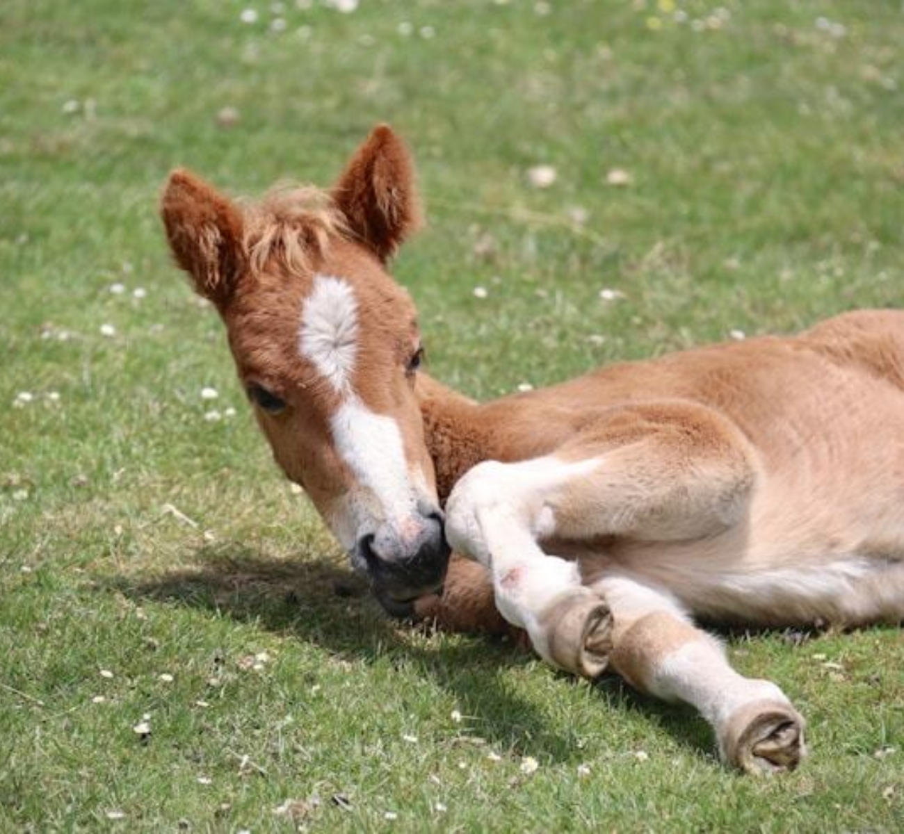 Paard1