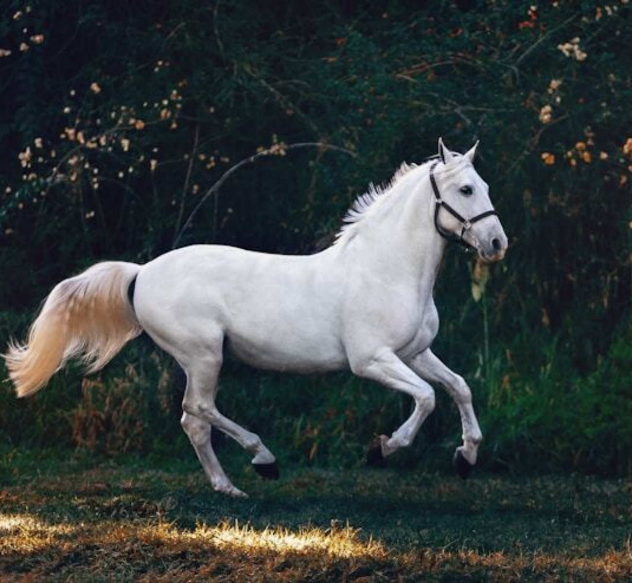 Paard2
