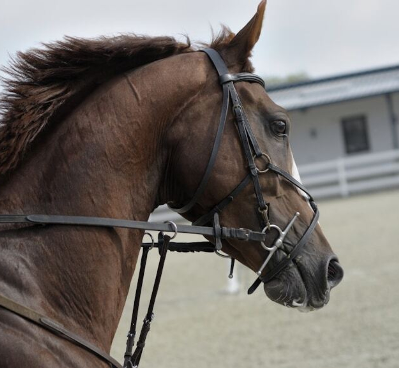 Paard3