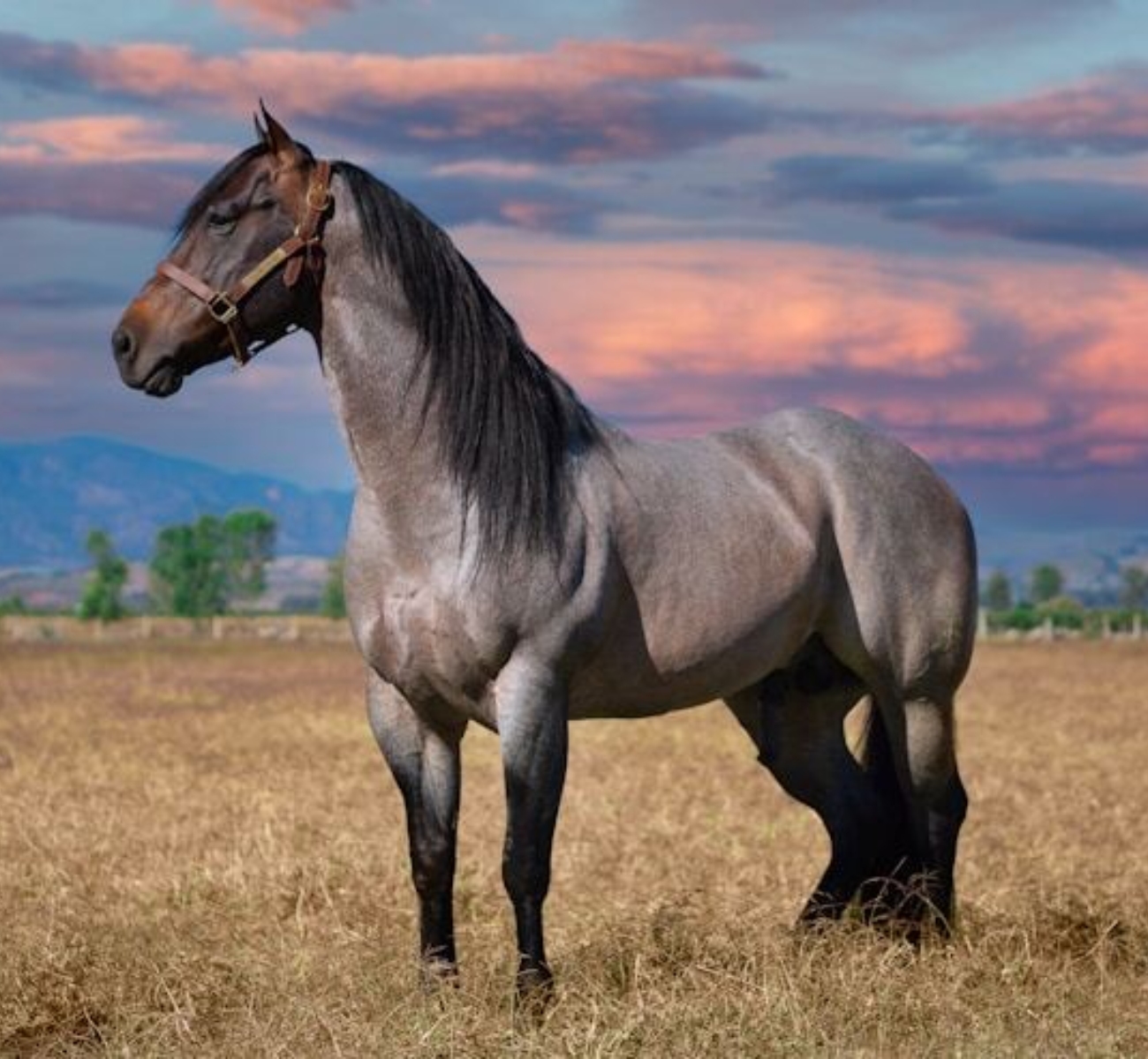 Paard4