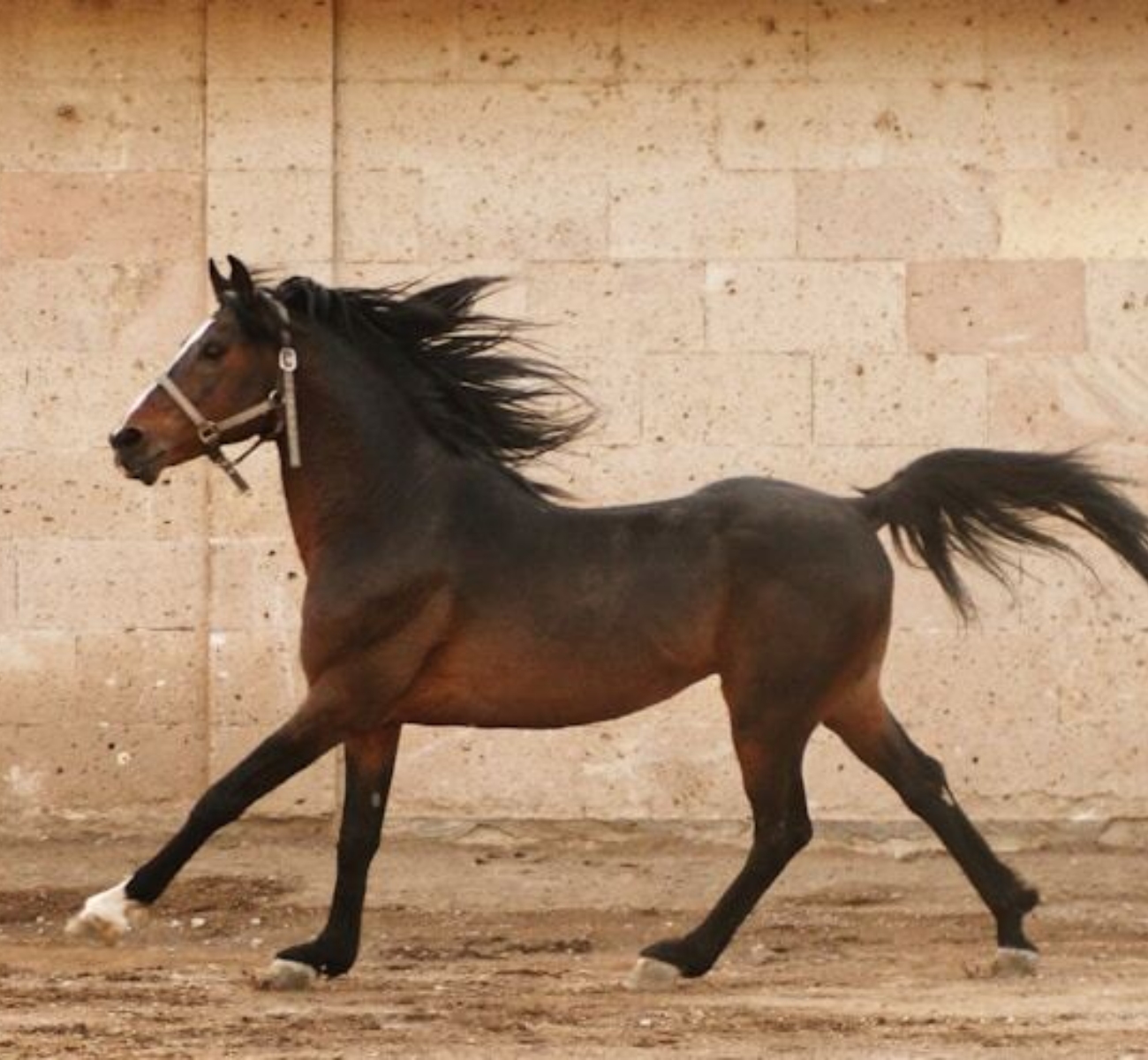 Paard5