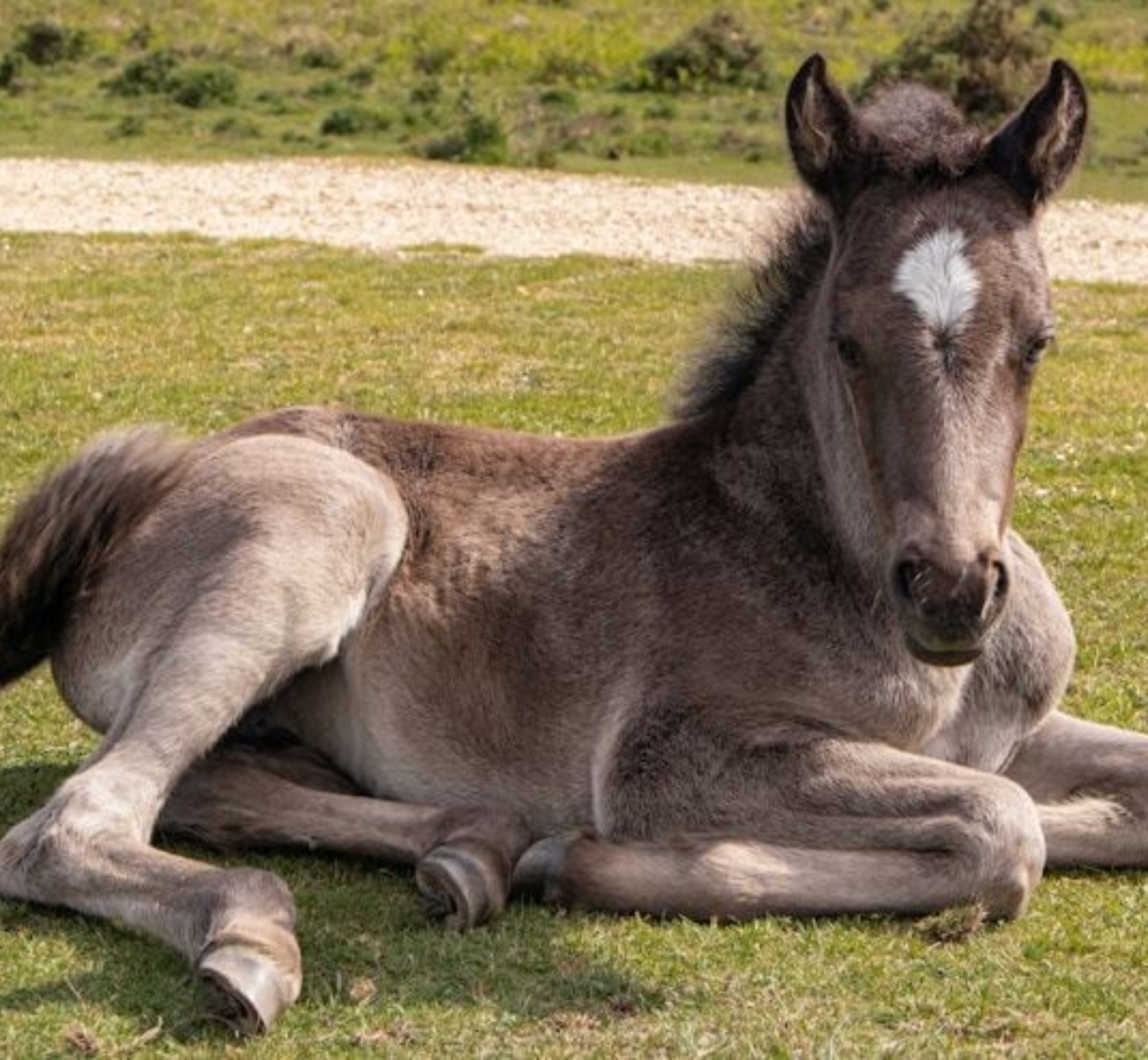 Paard6