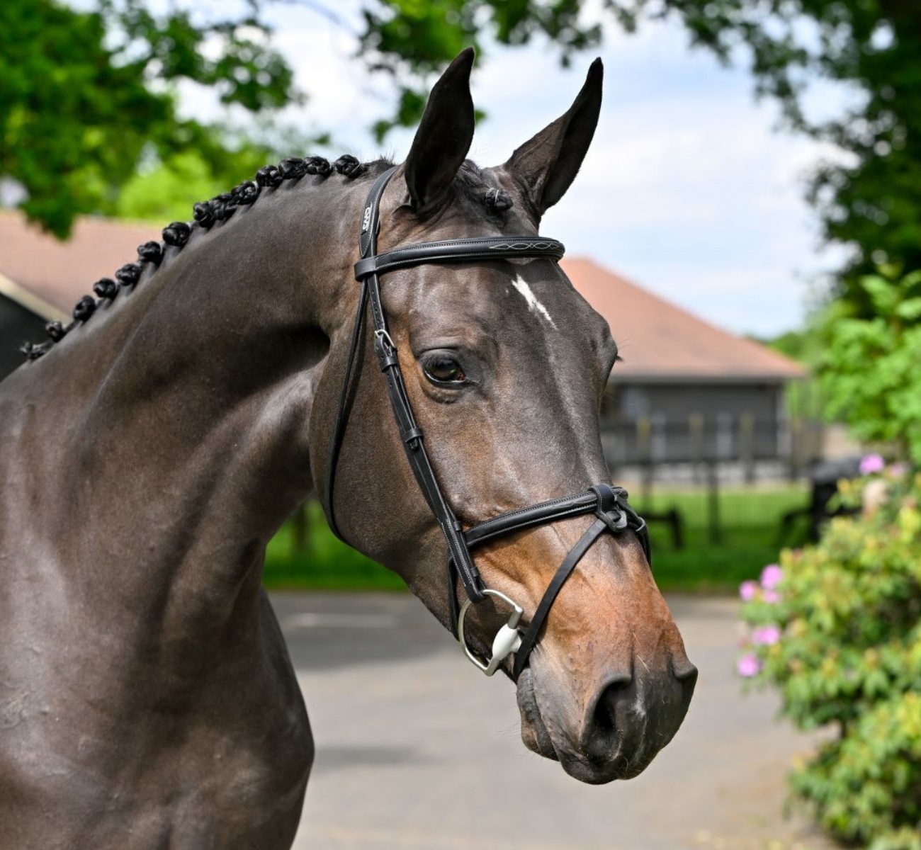 Shanna balia van koldaard chatinue x numero uno x burggraaf head