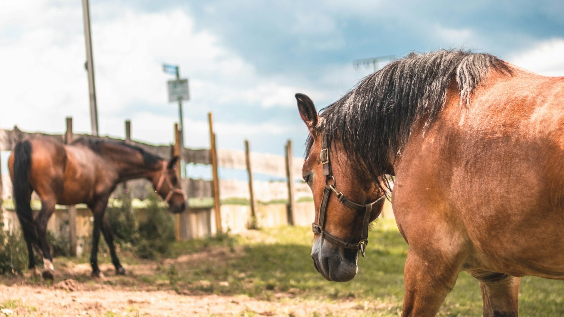 Onzepaarden