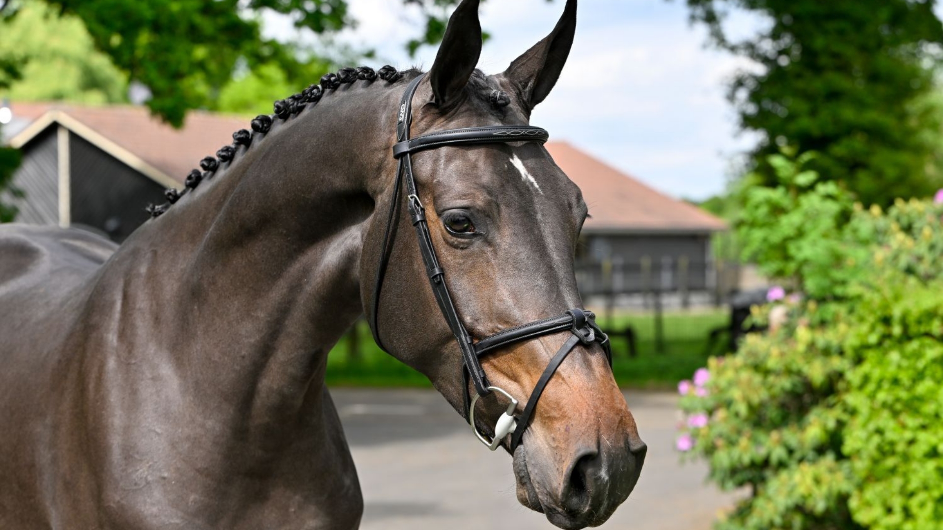Shanna balia van koldaard chatinue x numero uno x burggraaf head