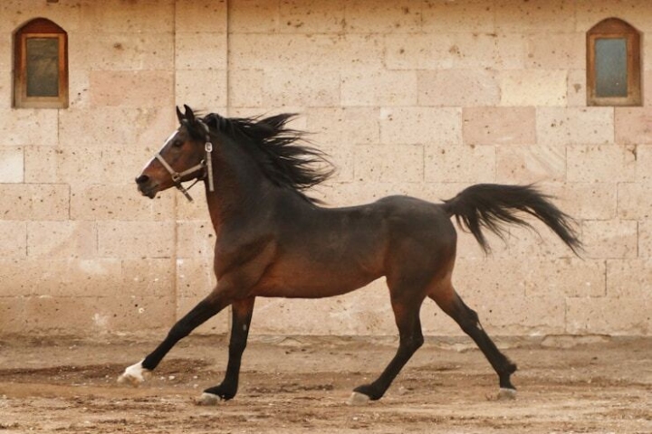 Paard5