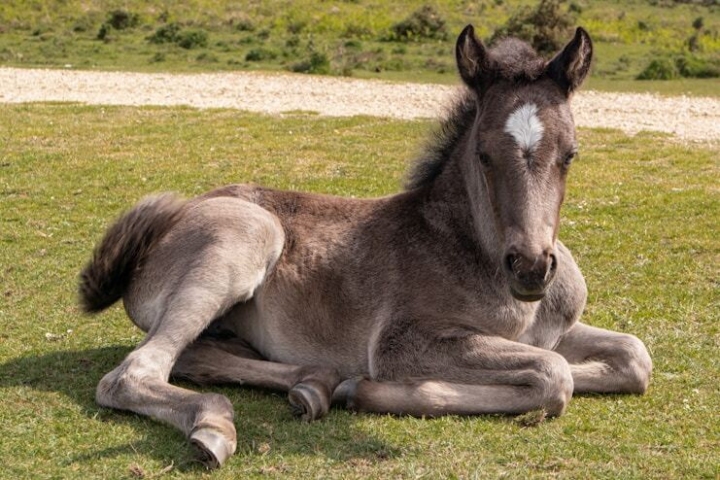 Paard6